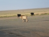 p1000500